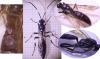 Stenichneumon militarius